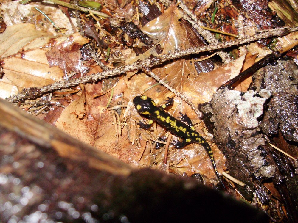 Neometamorfosati di S.salamandra